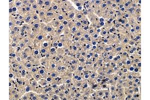 ABIN7096709 and ABIN7100774 at 1/100 staining mouse liver tissue by IHC-P. (Zona Pellucida Glycoprotein 3 anticorps)