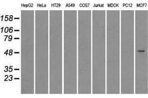 Immunoprecipitation(IP) of SLC2A5 by using TrueMab monoclonal anti-SLC2A5 antibodies (Negative control: IP without adding anti-SLC2A5 antibody.
