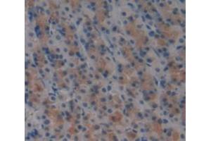IHC-P analysis of Kidney tissue, with DAB staining. (SLAMF1 anticorps  (AA 17-227))