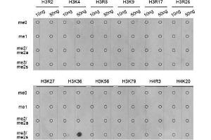Dot Blot (DB) image for anti-Histone H3 (H3) (H3K36me3) antibody (ABIN3016039)