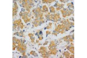 Image no. 1 for anti-Fibroblast Growth Factor 4 (FGF4) (C-Term) antibody (ABIN1492933)