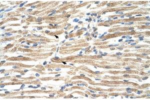 Human Muscle; HumanMuscle; YAF2 antibody - middle region in Human Muscle cells using Immunohistochemistry (YAF2 anticorps  (Middle Region))