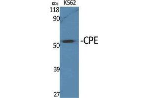 Western Blot (WB) analysis of specific cells using CPE Polyclonal Antibody. (CPE anticorps  (Internal Region))