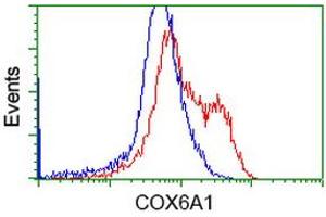 HEK293T cells transfected with either RC210485 overexpress plasmid (Red) or empty vector control plasmid (Blue) were immunostained by anti-COX6A1 antibody (ABIN2452914), and then analyzed by flow cytometry. (COX6A1 anticorps)