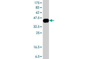 Western Blot detection against Immunogen (38.