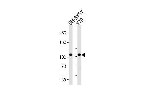 Western blot analysis of lysates from SH-SY5Y, Y79 cell line (from left to right), using CDH8 Antibody (N-term) (ABIN388149 and ABIN2846895). (Cadherin 8 anticorps  (N-Term))