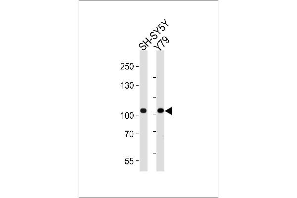 Cadherin 8 antibody  (N-Term)