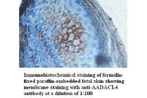 Image no. 1 for anti-Arylacetamide Deacetylase-Like 4 (AADACL4) antibody (ABIN791236) (AADACL4 anticorps)