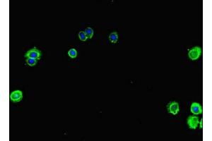 Immunofluorescent analysis of HepG2 cells using ABIN7159972 at dilution of 1: 100 and Alexa Fluor 488-congugated AffiniPure Goat Anti-Rabbit IgG(H+L)
