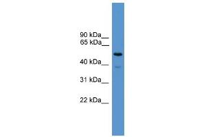 WB Suggested Anti-SYT2 Antibody Titration: 0. (SYT2 anticorps  (C-Term))