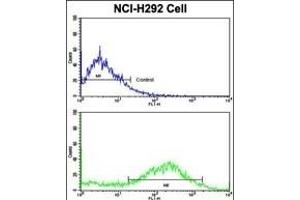 Flow cytometric analysis of NCI- cells using CALD1 Antibody (Center)(bottom histogram) compared to a negative control cell (top histogram).