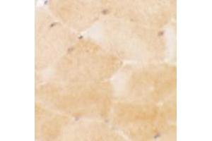 Immunohistochemistry of PRC1 in mouse skeletal muscle tissue with PRC1 antibody at 2. (PRC1 anticorps  (Middle Region))