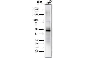 Western Blot Analysis of PC3 cell lysate using ODC-1 Mouse Monoclonal Antibody (ODC1/485).