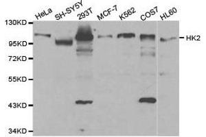 Western Blotting (WB) image for anti-Hexokinase 2 (HK2) antibody (ABIN1873023) (Hexokinase 2 anticorps)