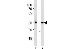 TBP antibody western blot analysis in (1) K562 and (2) U251 lysate. (TBP anticorps  (AA 210-239))
