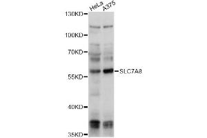 Western blot analysis of extracts of various cell lines, using SLC7A8 antibody (ABIN6292283) at 1:1000 dilution. (SLC7A8 anticorps)