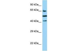 WB Suggested Anti-CD2 Antibody Titration: 1. (CD2 anticorps  (C-Term))