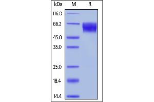 Unconjugated Human TPBG, His,Avitag on  under reducing (R) condition.