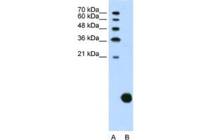 Western Blotting (WB) image for anti-Ribosomal Protein S29 (RPS29) antibody (ABIN2462097) (RPS29 anticorps)