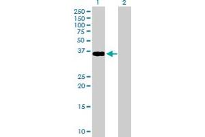 Western Blot analysis of GDF3 expression in transfected 293T cell line by GDF3 MaxPab polyclonal antibody. (GDF3 anticorps  (AA 1-364))