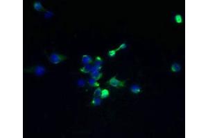 Immunofluorescent analysis of 293T cells using ABIN7173095 at dilution of 1:100 and Alexa Fluor 488-congugated AffiniPure Goat Anti-Rabbit IgG(H+L) (TMEM174 anticorps  (AA 94-243))