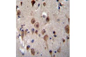 Immunohistochemistry analysis in formalin fixed and paraffin embedded human brain tissue reacted with LRRC28 Antibody (C-term) followed by peroxidase conjugation of the secondary antibody and DAB staining.