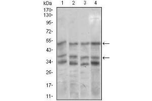 Western blot analysis using NEUROD1 mouse mAb against NIH3T3 (1), SK-N-SH (2), COS7 (3), and MCF-7 (4) cell lysate. (NEUROD1 anticorps  (AA 26-91))