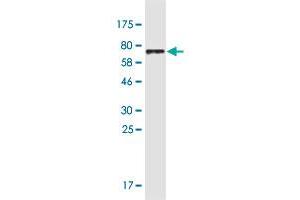 Western Blot detection against Immunogen (78.
