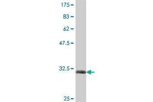 Western Blot detection against Immunogen (32.