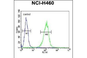 Flow cytometric analysis of NCI-H460 cells (right histogram) compared to a negative control cell (left histogram). (COQ9 anticorps  (AA 156-184))