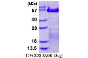 Image no. 1 for Vaccinia Related Kinase 3 (VRK3) (AA 1-474) protein (His tag) (ABIN1098635)