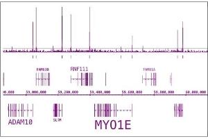 RNA pol II CTD phospho Ser5 antibody (pAb) tested by ChIP-Seq. (Rpb1 CTD anticorps  (pSer5))