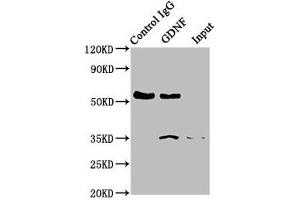 Immunoprecipitating GDNF in Hela whole cell lysate Lane 1: Rabbit control IgG instead of ABIN7127513 in Hela whole cell lysate.