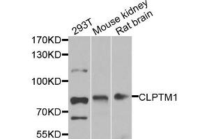 Western blot analysis of extracts of various cell lines, using CLPTM1 antibody. (CLPTM1 anticorps)