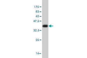 Western Blot detection against Immunogen (35. (Cytohesin 2 anticorps  (AA 314-398))