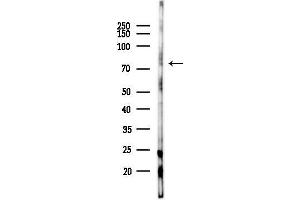 anti-Protein Regulator of Cytokinesis 1 (PRC1) (Internal Region) antibody