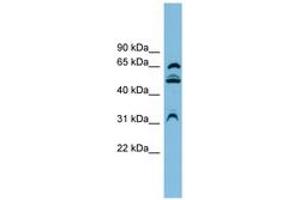 Image no. 1 for anti-WD Repeat Domain 1 (WDR1) (AA 107-156) antibody (ABIN6744707) (WDR1 anticorps  (AA 107-156))