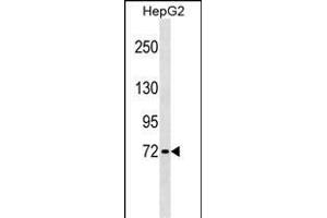 GBP4 Antibody (Center) (ABIN1538364 and ABIN2849479) western blot analysis in HepG2 cell line lysates (35 μg/lane). (GBP4 anticorps  (AA 370-396))