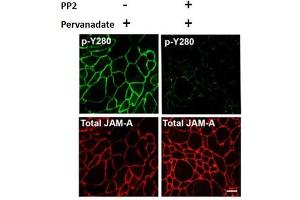 Immunofluorescence Microscopy of Rabbit Anti-JAM-A pY280 antibody.