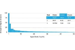 Analysis of Protein Array containing more than 19,000 full-length human proteins using Napsin A Mouse Monoclonal Antibody (NAPSA/1238).