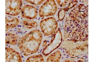 IHC image of ABIN7164973 diluted at 1:500 and staining in paraffin-embedded human kidney tissue performed on a Leica BondTM system.