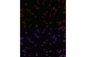 Immunofluorescence analysis of Raw264. (CHI3L1 anticorps  (AA 22-240))
