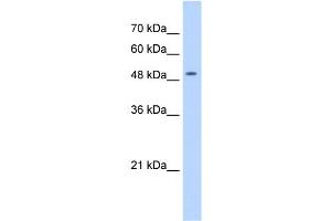 WB Suggested Anti-NARG1L Antibody Titration:  1 ug/ml  Positive Control:  HepG2 cell lysate NAA16 is supported by BioGPS gene expression data to be expressed in HepG2 (NARG1L anticorps  (Middle Region))
