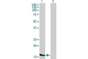 Western Blot analysis of ATOH7 expression in transfected 293T cell line by ATOH7 monoclonal antibody (M02), clone 1E5. (ATOH7 anticorps  (AA 53-99))
