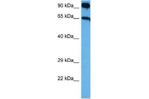 Host:  Rabbit  Target Name:  NTRK3  Sample Tissue:  Rat Liver  Antibody Dilution:  1ug/ml