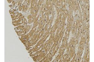 ABIN6272888 at 1/100 staining Mouse muscle tissue by IHC-P. (SMCR7 anticorps)