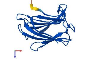 AlphaFold protein structure predicition of Mouse Recombinant Lgals2 Protein, UniprotID Q9CQW5