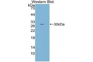 Western Blotting (WB) image for anti-V-Fos FBJ Murine Osteosarcoma Viral Oncogene Homolog (FOS) (AA 55-298) antibody (ABIN3206920) (FOS anticorps  (AA 55-298))