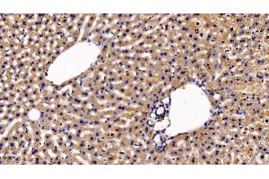 Detection of EPOR in Mouse Liver Tissue using Polyclonal Antibody to Erythropoietin Receptor (EPOR) (EPOR anticorps  (AA 45-244))