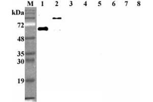 Western blot analysis using anti-DLL1 (human), mAb (D1L165-6)  at 1:2'000 dilution. (DLL1 anticorps)